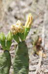 Cockspur pricklypear